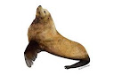 Steller sea lion